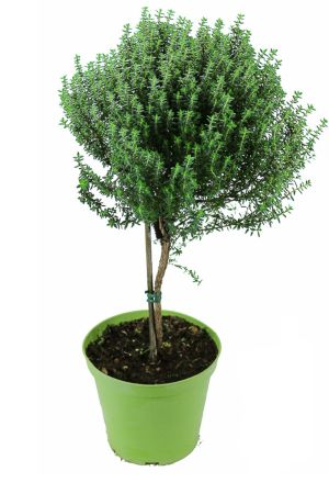 Thymian Stämmchen - Baum - Stamm, Thymian Kräuter Pflanze, Marktfrische Qualität ! 