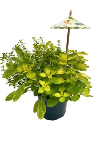 Grill-Kräuter Trio "Barbecue Gold"- Oregano, Zitronenthymian, Salbei