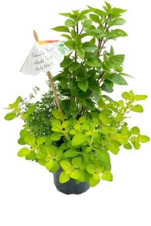 Pasta Kräuter Trio - Oregano, Thymian, Basilikum