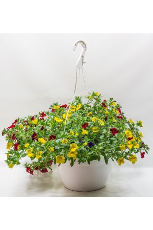 Zauberglöckchen in 27er Ampel, in rot - gelb - blau,Tricolore