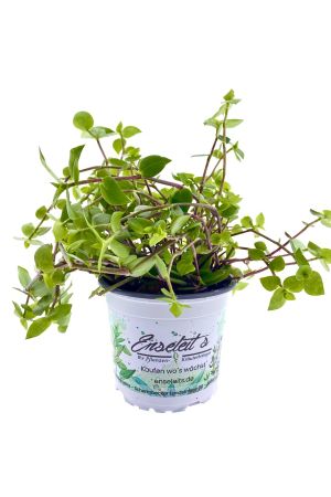 Kriechindes Schönpolster, CALLISIA REPENS, GESUNDE HEIMTIERFUTTER Pflanze 