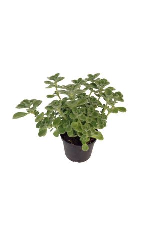 Kubanischer Oregano (Jamaica Thymian) Plectranthus amboinicus