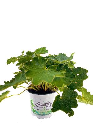 Alchemilla mollis, Frauenmantel Pflanze 