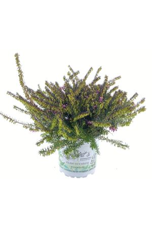 Winterheide (Schneeheide) Pflanze, Erica carnea