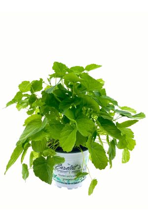 Echter Arznei Eibisch, Heilpflanze, frische Kräuter Pflanze 