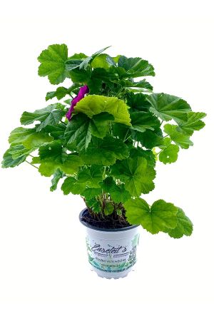 Mauretanische Malve, Malva mauritania, Stauden Pflanze 