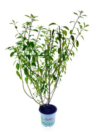 Mexikanischer Koriander, Killi (Porophyllum ruderale)