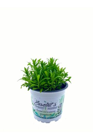 Muskatkraut - Achillea decolorans