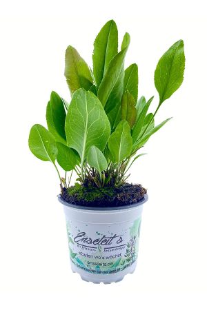 Pfefferkraut, ausdauernde Kresse - Lepidium latifolium