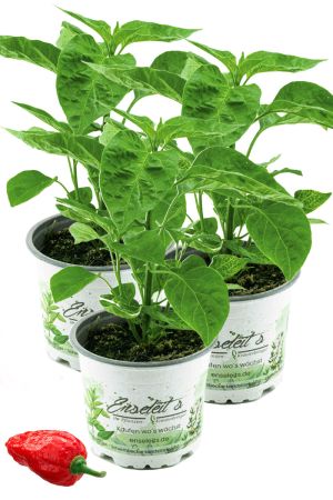 3er Set Indischer Chili, Dorset Naga, Cresto Sibirische Hauspaprika,  Chili Pflanze aus Nachhaltigem Anbau! 