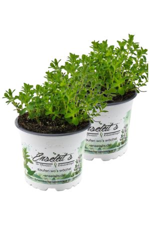 2er Set Johanniskraut Pflanze, Frische Kräuterpflanze aus Nachhaltigem Anbau