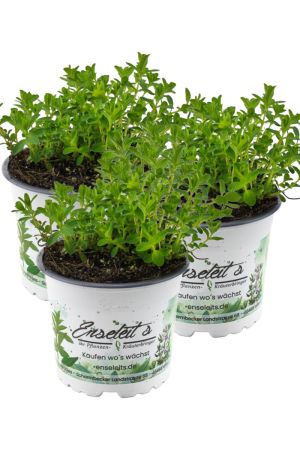 3er Set Johanniskraut Pflanze, Frische Kräuterpflanze aus Nachhaltigem Anbau