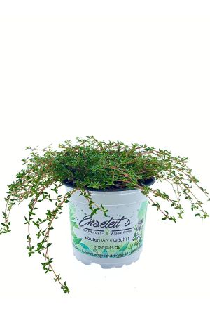 Kümmel-Thymian Pflanze, Kümmelthymian,frischer Thymian