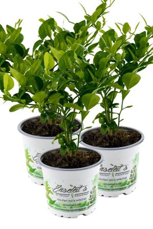3er Set Kaffir Limette - Kaffernlimette