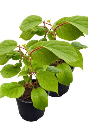 2er Set Kiwi Actinidia arguta ‚Herma‘ im 2 L Container , Selbstbefruchtend