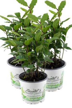 3er Set Lorbeer Pflanze , Gewürzlorbeer aus Nachhaltigem Anbau, frische Kräuter Pflanze 9cm Topf
