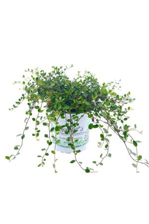 Mühlenbeckia axillaris, Drahtstrauch