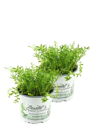 2er Set Maca Pflanze, Lustmacher Maca Kräuter Pflanzen Lepidium peruvianum 