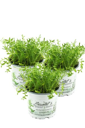 3er Set Maca Pflanze, Lustmacher Maca Kräuter Pflanzen Lepidium peruvianum 