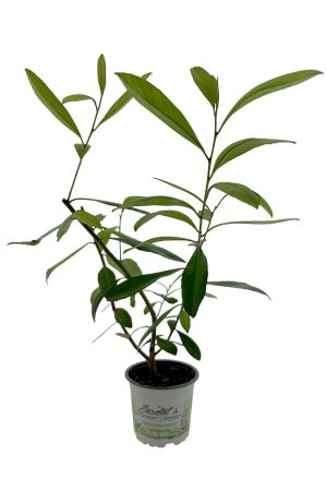 Mate Strauch, Ilex paraguariensis