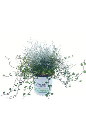 Mueca, Muehlenbeckia axillaris & Calocephalus brownii als Twin, 