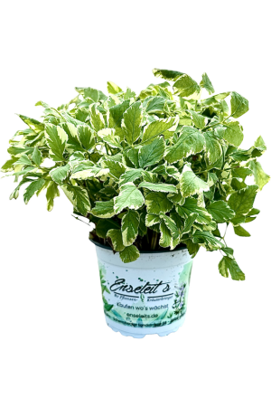  Aegopodium podagraria, Giersch panaschiert 