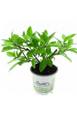 Sambung Nyawa** Pflanze (Gynura procumbens)