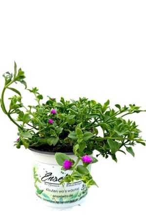 Herzblatt-Salat, Aptenia cordifolia/Herzblatt-Eisblume