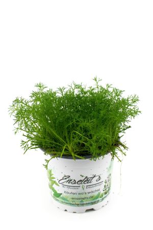 Römische Rasenkamille, Kamille Pflanze  aus Nachhaltigem Anbau !