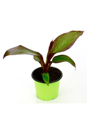 Rote Garten Banane, Bananen Pflanze aus Nachhaltigem Anbau!