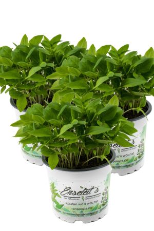 3er Set Thai-Basilikum, Marktfrische Pflanze