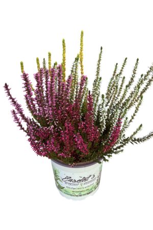 Calluna vulgaris, Winterheide dreifarbig gelb-weiß-rosa, Besenheide