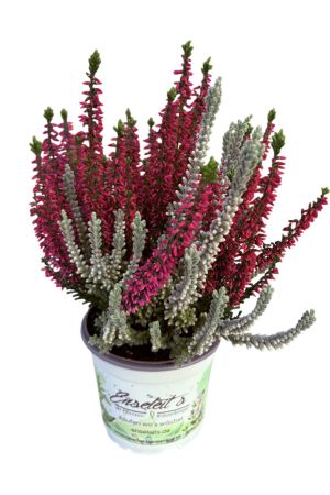 Calluna vulgaris, Winterheide "Twin Kiss", Besenheide