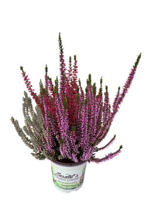 Calluna vulgaris, Winterheide "Fluffy", Besenheide