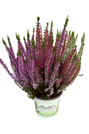 Calluna vulgaris, Winterheide dreifarbig rot-weiß-lila, Besenheide