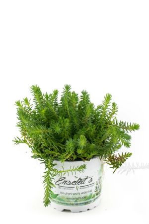 Tripmadam, Kräuter Pflanze, Felsen-Fetthenne