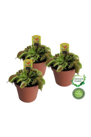 Venusfliegenfalle, 1 Pflanze, Dionaea, Fleischfressende Pflanze im 9cm Topf, Fleischfressende Pflanz