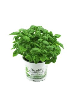 Basilikum Pflanze, Frische Küchenkräuter (Basilikum  Ocimum basilicum)