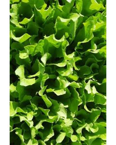 Endivien Pflanzen, Endiviensalat im 20 er  Set,  Cichorium endivia var. crispum, Marktfrisch