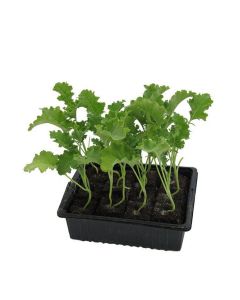 Grünkohlpflanzen im 10er Pack, Grünkohlpflanzen, Grünkohl kaufen, Gemüsepflanzen,Brassica oleracea v