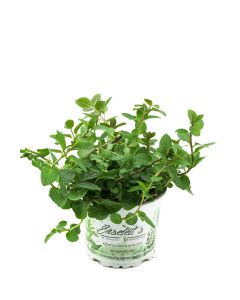 Pfefferminze, Mentha x piperita, frische Pfefferminz Pflanze