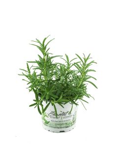 Rosmarin im 12 cm Topf - Rosmarinus officinalis