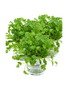 3er Set Koriander Coriandrum sativum