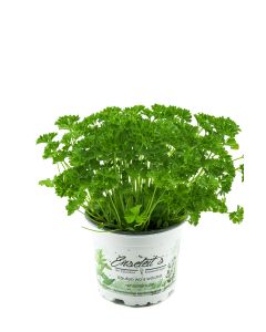 Petersilie Petroselinum crispum, frische Kräuter Pflanze im 12cm Topf 