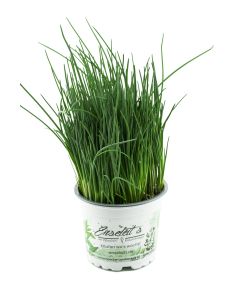 Schnittlauch Pflanze, Marktfrische Pflanze, Allium schoenoprasum