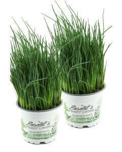 2x Schnittlauch Pflanze, Marktfrische Pflanze, Allium schoenoprasum im Doppelpack 2 Pflanzen