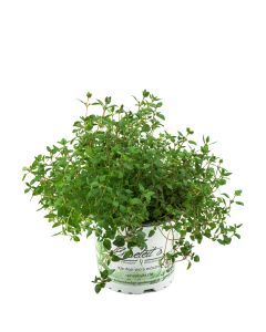 Thymian Pflanze, aus Nachhaltigem Anbau, Marktfrische Qualität aus der Gärtnerei ! 
