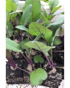 Kohlrabi rot, Kohlrabi Pflanzen - Gemüse Jungpflanzen im 10er Set