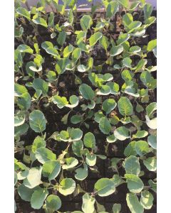 Blumenkohl Pflanzen, Jungpflanzen, Blumenkohl im 10er Set