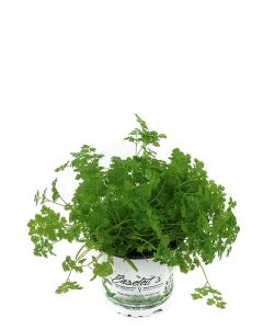 Kerbel Pflanze, Anthriscus cerefolium, frischer Kerbel aus Nachhaltigem Anbau